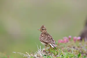 Skylarks: Skylark