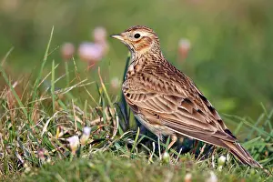 Skylarks: Skylark