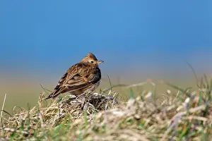 Skylarks: Skylark
