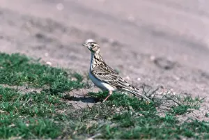 Larks: SKYLARK