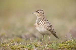 Lark: Skylark