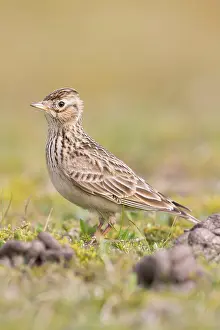Lark: Skylark