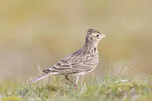 Lark: Skylark
