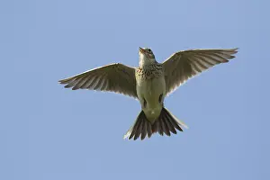 Lark: Skylark adult bird in flight - Germany