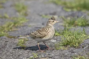 Lark: Skylark - adult bird in meadow - Germany
