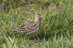 Lark: Skylark - adult bird in meadow - Germany