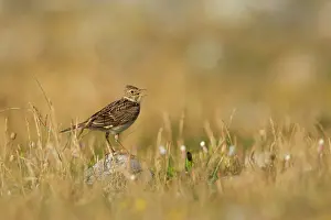 Larks: Skylark adult on rock singing