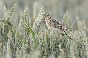 Singing: Skylark (Alauda arvensis) sings in a wheat field