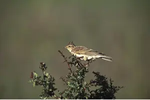 Larks: SKYLARK - on bush