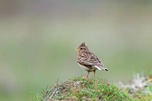Skylarks: Skylark - calling