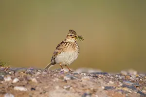 Skylarks: Skylark - carrying insect