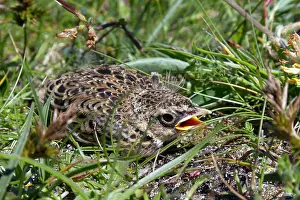 Skylarks: Skylark - chick