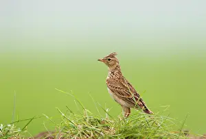 Skylarks: Skylark with crest raised 16774