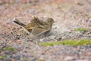 Skylarks: Skylark - dustbathing