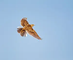 Skylarks: Skylark - in flight