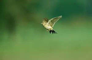 Skylarks: SKYLARK - in flight