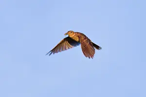 Skylarks: Skylark - in flight carrying insect