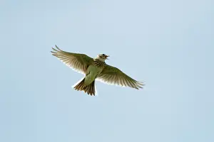 Skylarks: Skylark - in flight singing
