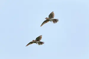 Skylark: Skylark - two in flight - singing