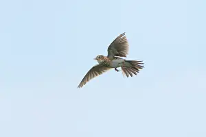 Skylark: Skylark - in flight singing