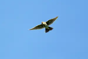Skylark: Skylark - in flight singing