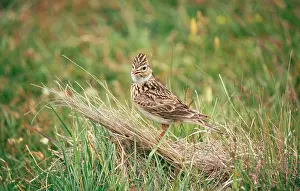 Skylarks: SKYLARK - in grass