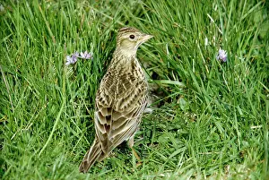 Skylarks: SKYLARK - in grass