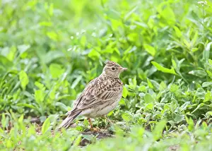 Skylarks: Skylark - On ground with crest raised