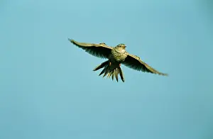 Skylarks: SKYLARK - hovering, in flight