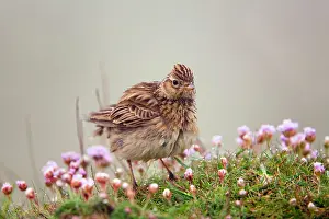 Skylarks: Skylark - misty morning on thrift