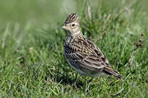 Skylarks: Skylark - On moorland pasture