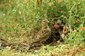 Skylarks: Skylark - at nest