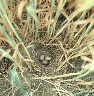 Lark: Skylark nest in a wheat field