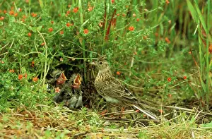Skylarks: Skylark - At nest with young