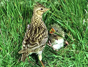 Begging: SKYLARK - parent with begging chick in grass at nest