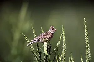 Larks: Skylark - perched on plant