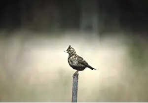 Posts: SKYLARK - perched on post