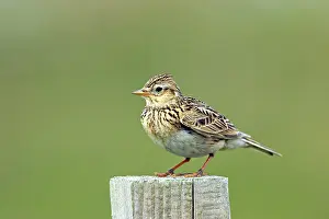 Skylark: Skylark - on post