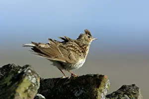 Skylarks: Skylark - preening itself on stone wall in windy conditions