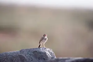 Joanna Van Gruisen: SKYLARK - singing