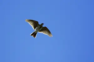 Skylarks: Skylark - Singing in flight