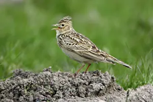 Skylarks: Skylark - Singing from molehill