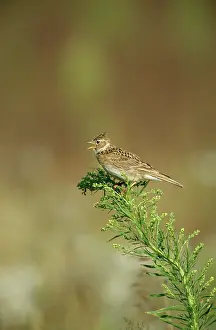 Skylarks: SKYLARK - singing in open farmland