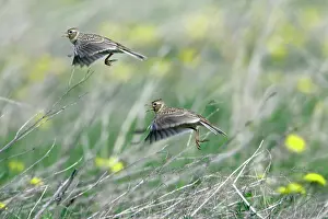 Skylarks: Skylark - taking off from fallow land