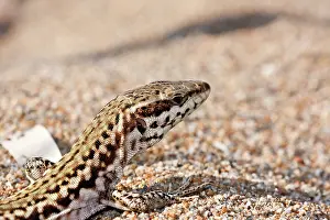 Podarcis: Skyros Wall Lizard