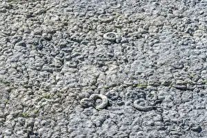 Multitude: The slab near the Ammonites Digne - Geological Reserve