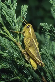 Orthopteran: Slant-faced Grasshopper