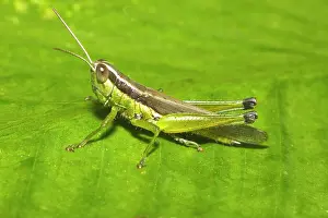 Thai: Slant-faced grasshopper (Gomphocerinae) on a green