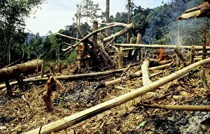 Slash: Slash-and-Burn Shifting Cultivation