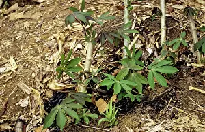 Slash: Slash-and-Burn Shifting Cultivation